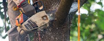 Tree and Shrub Care in Ione, CA