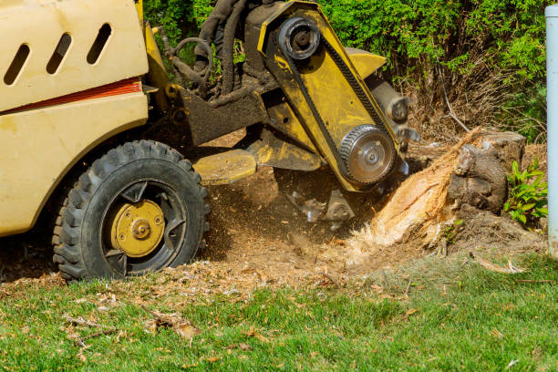 Best Tree Mulching  in Ione, CA