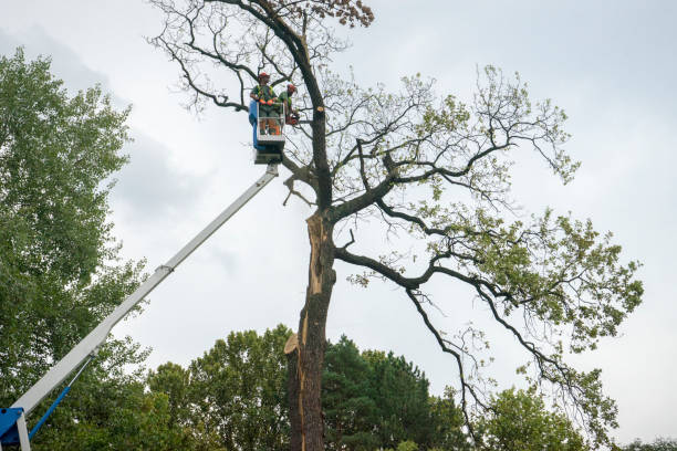 Seasonal Cleanup (Spring/Fall) in Ione, CA